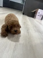 Tommy (AKC), a male Poodle - Miniature  for sale in Charlotte, NC – 4 of 4