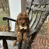 Grant (Mini/Medium), a male Goldendoodle and Miniature Goldendoodle for sale in Charlotte, NC – Photo 7 of 7
