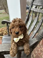 processed/0ddd2347-1d1a-414c-a221-7b50f9d4ec52/listing/d6c09577-42fb-4b97-b8d7-bd99feedfc92/3d14303c-62ec-4200-8097-48e4e519c0c2