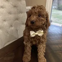 Grant (Mini/Medium), a male Goldendoodle and Miniature Goldendoodle for sale in Charlotte, NC – Photo 5 of 7