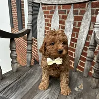 Grant (Mini/Medium), a male Goldendoodle and Miniature Goldendoodle for sale in Charlotte, NC – Photo 3 of 7