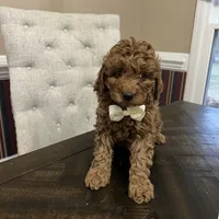 Grant (Mini/Medium), a male Goldendoodle and Miniature Goldendoodle for sale in Charlotte, NC – Photo 2 of 7