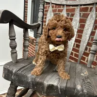 Grant (Mini/Medium), a male Goldendoodle and Miniature Goldendoodle for sale in Charlotte, NC – Photo 6 of 7