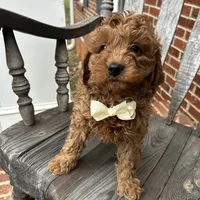 Grant (Mini/Medium), a male Goldendoodle and Miniature Goldendoodle for sale in Charlotte, NC – Photo 1 of 7