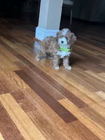 Eddy, a male Cavapoo for sale in Charlotte, NC – 5 of 8