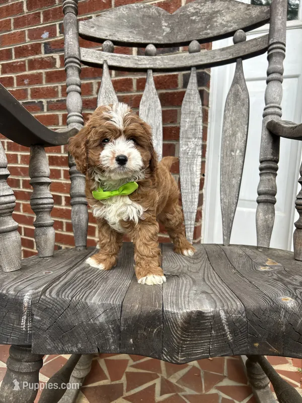Eddy – Cavapoo puppy for sale in Charlotte, NC