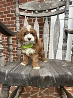 Eddy, a male Cavapoo for sale in Charlotte, NC – 1 of 8