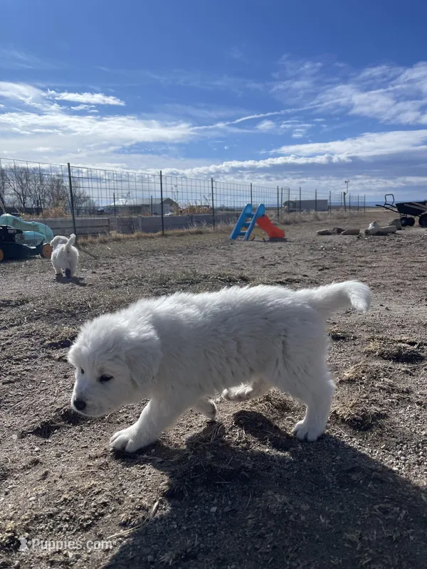 Great pyrenees – Great Pyrenees puppy for sale in Casper, WY