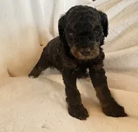 Sadie, a female Poodle - Miniature  for sale in Cabool, MO – 2 of 2