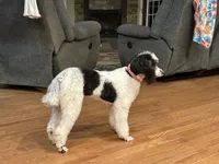 Shasta, a female Poodle - Miniature  for sale in Cabool, MO – 2 of 6