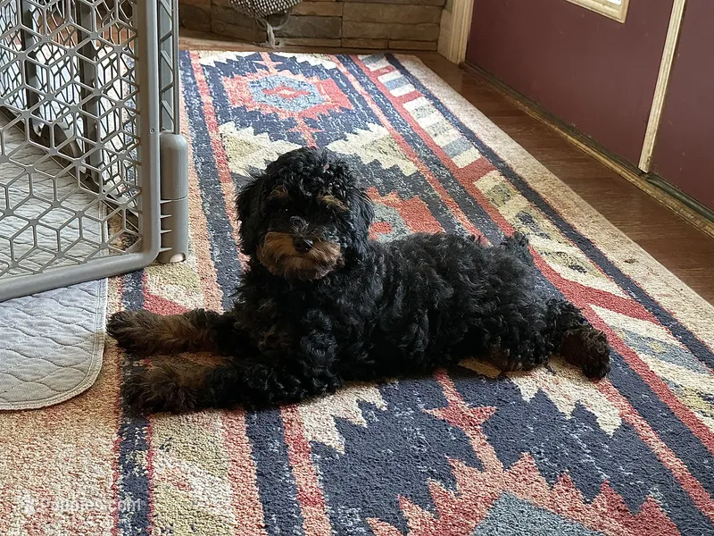Phoebe – Poodle - Miniature  puppy for sale in Cabool, MO