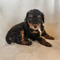 Fancy, a female Poodle - Miniature  for sale in Cabool, MO – 3 of 4
