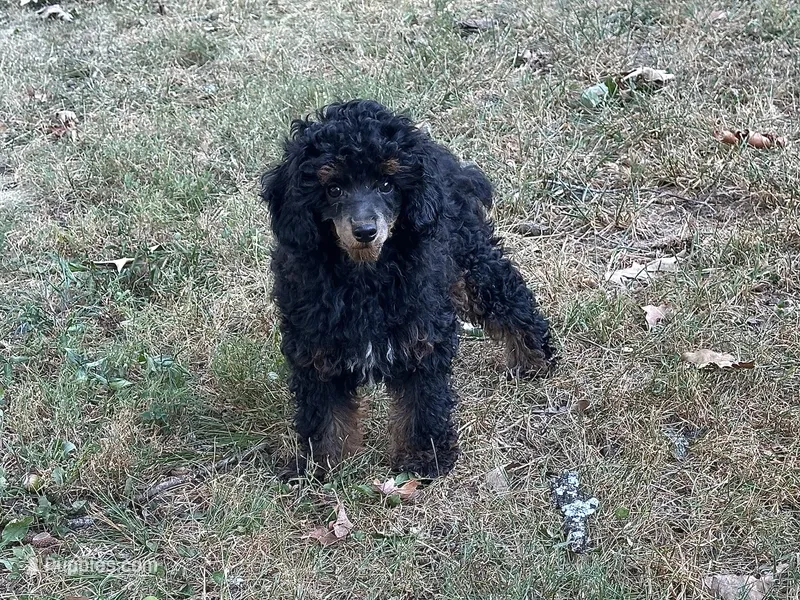 Sadie – Poodle - Miniature  puppy for sale in Cabool, MO