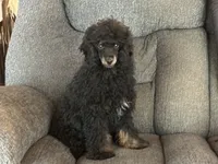 Zane, a male Poodle - Miniature  for sale in Cabool, MO – 1 of 6