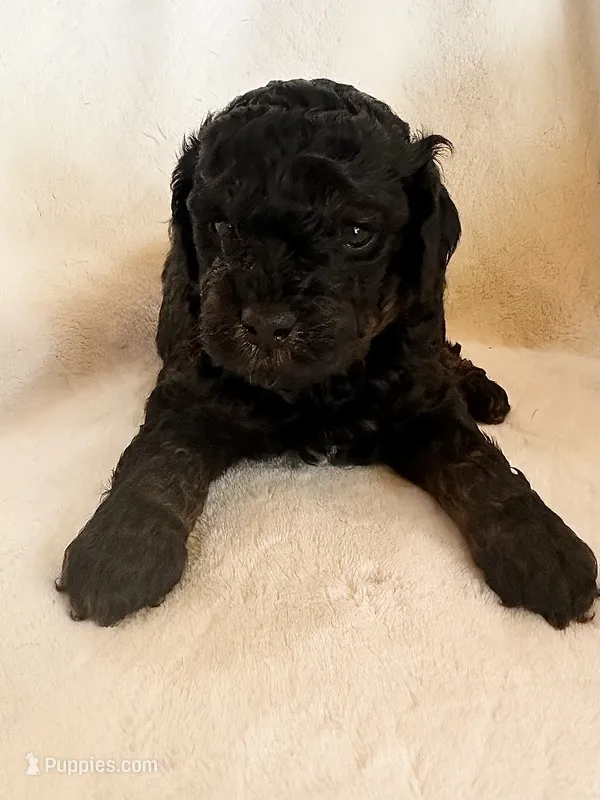 Zane – Poodle - Miniature  puppy for sale in Cabool, MO