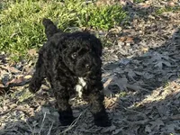 Jet, a male Poodle - Toy  for sale in Cabool, MO – Photo 2 of 2