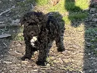 Jet, a male Poodle - Toy  for sale in Cabool, MO – Photo 1 of 2