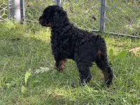 Phoebe, a female Poodle - Miniature  for sale in Cabool, MO – 3 of 3