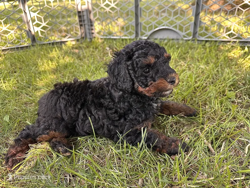 Phoebe – Poodle - Miniature  puppy for sale in Cabool, MO