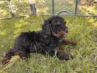 Phoebe, a female Poodle - Miniature  for sale in Cabool, MO – 1 of 3
