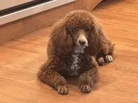 Rudy, a male Poodle - Miniature  for sale in Cabool, MO – Photo 1 of 4