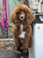 Rudy, a male Poodle - Miniature  for sale in Cabool, MO – Photo 2 of 4