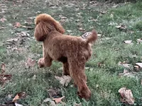 Rudy, a male Poodle - Miniature  for sale in Cabool, MO – Photo 3 of 4