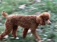 Rudy, a male Poodle - Miniature  for sale in Cabool, MO – Photo 4 of 4