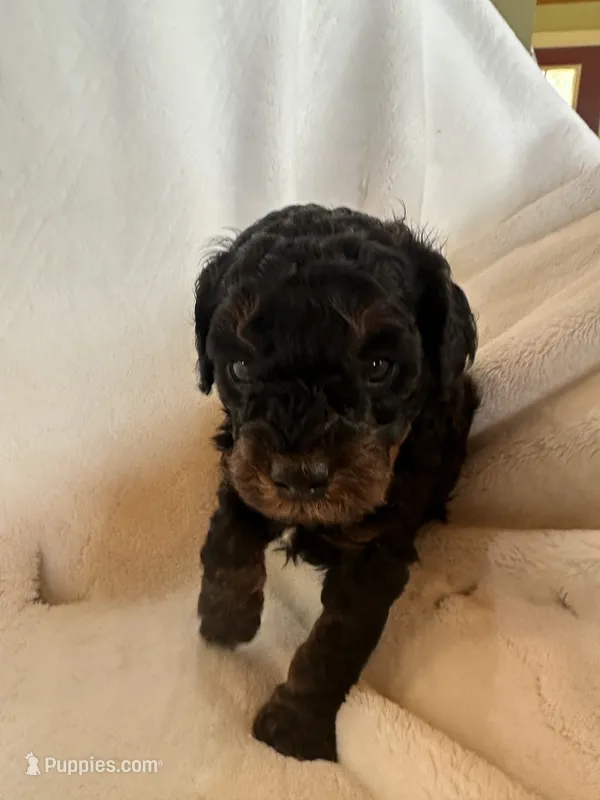 Sadie – Poodle - Miniature  puppy for sale in Cabool, MO