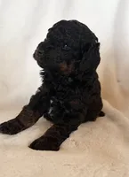Zane, a male Poodle - Miniature  for sale in Cabool, MO – 2 of 2