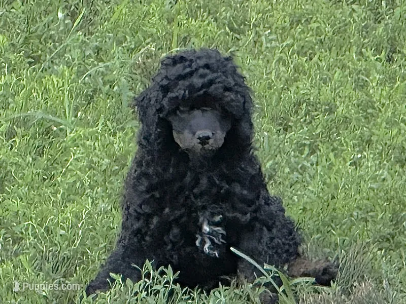 Zane – Poodle - Miniature  puppy for sale in Cabool, MO