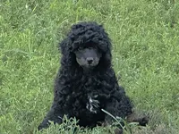 Zane, a male Poodle - Miniature  for sale in Cabool, MO – 1 of 4