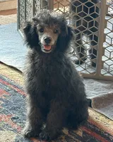 Chip, a male Poodle - Miniature  for sale in Cabool, MO – 3 of 3