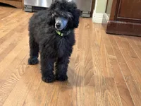 Charlie, a male Poodle - Miniature  for sale in Cabool, MO – Photo 3 of 3