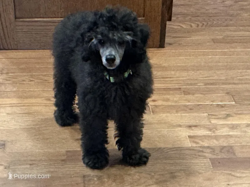 Charlie – Poodle - Miniature  puppy for sale in Cabool, MO