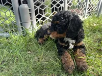 Fancy, a female Poodle - Miniature  for sale in Cabool, MO – 4 of 4