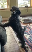 Chip, a male Poodle - Miniature  for sale in Cabool, MO – 1 of 3