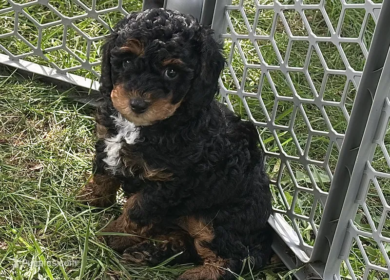 Fancy – Poodle - Miniature  puppy on hold in Cabool, MO