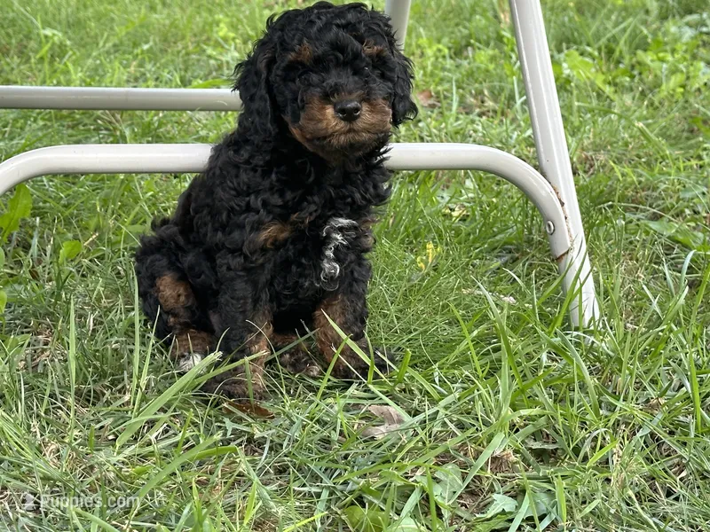 Sadie – Poodle - Miniature  puppy for sale in Cabool, MO