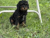 Sadie, a female Poodle - Miniature  for sale in Cabool, MO – 2 of 4