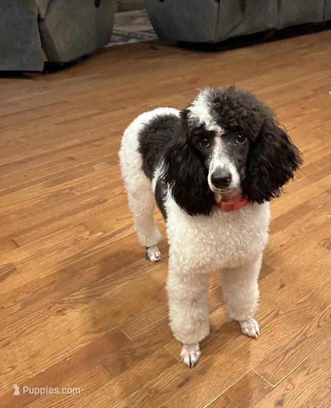 Shasta – Poodle - Miniature  puppy for sale in Cabool, MO