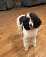 Shasta, a female Poodle - Miniature  for sale in Cabool, MO – 1 of 6