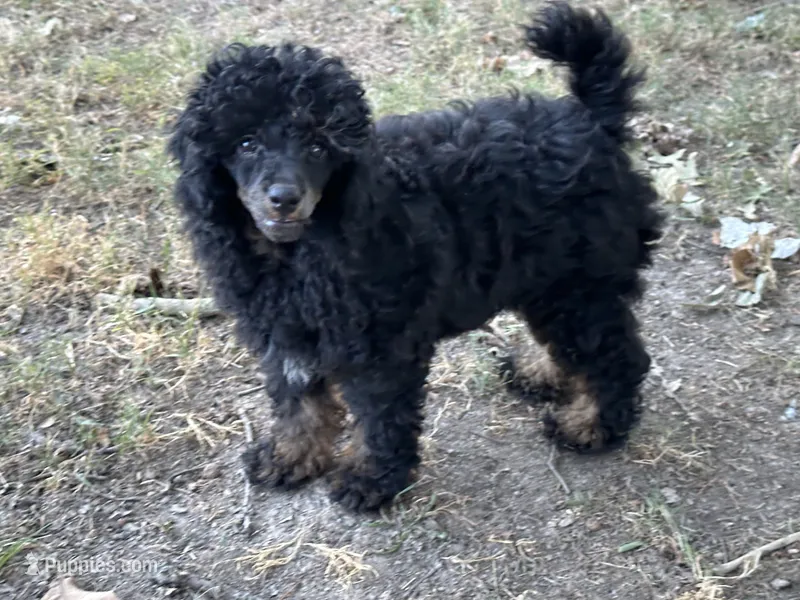 Zane – Poodle - Miniature  puppy for sale in Cabool, MO