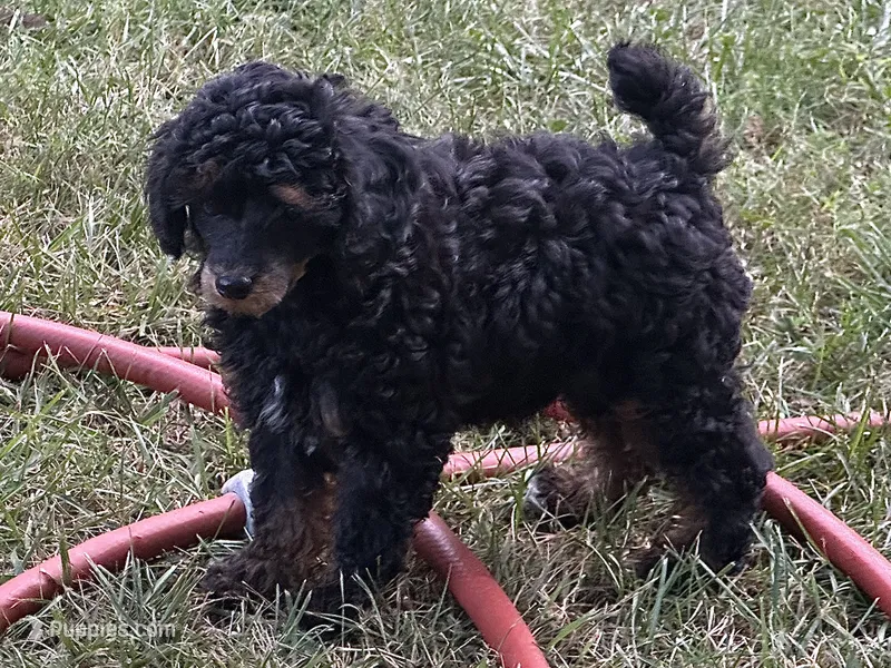 Sadie – Poodle - Miniature  puppy for sale in Cabool, MO