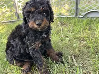 Phoebe, a female Poodle - Miniature  for sale in Cabool, MO – 2 of 3