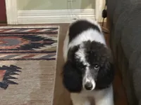 Shasta, a female Poodle - Miniature  for sale in Cabool, MO – 5 of 6