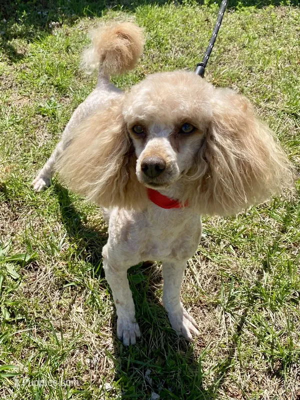 Rocky – Poodle - Miniature  puppy for sale in Cabool, MO