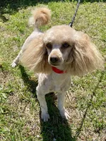 Rocky, a male Poodle - Miniature  for sale in Cabool, MO – Photo 1 of 2