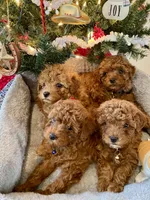 Rocky, a male Poodle - Miniature  for sale in Cabool, MO – Photo 2 of 2