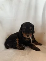 Fancy, a female Poodle - Miniature  for sale in Cabool, MO – 2 of 4